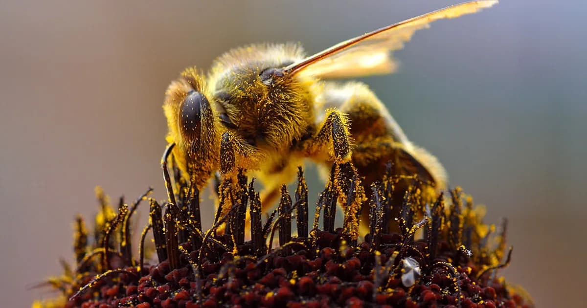Billes de pollen dans un bol en bois