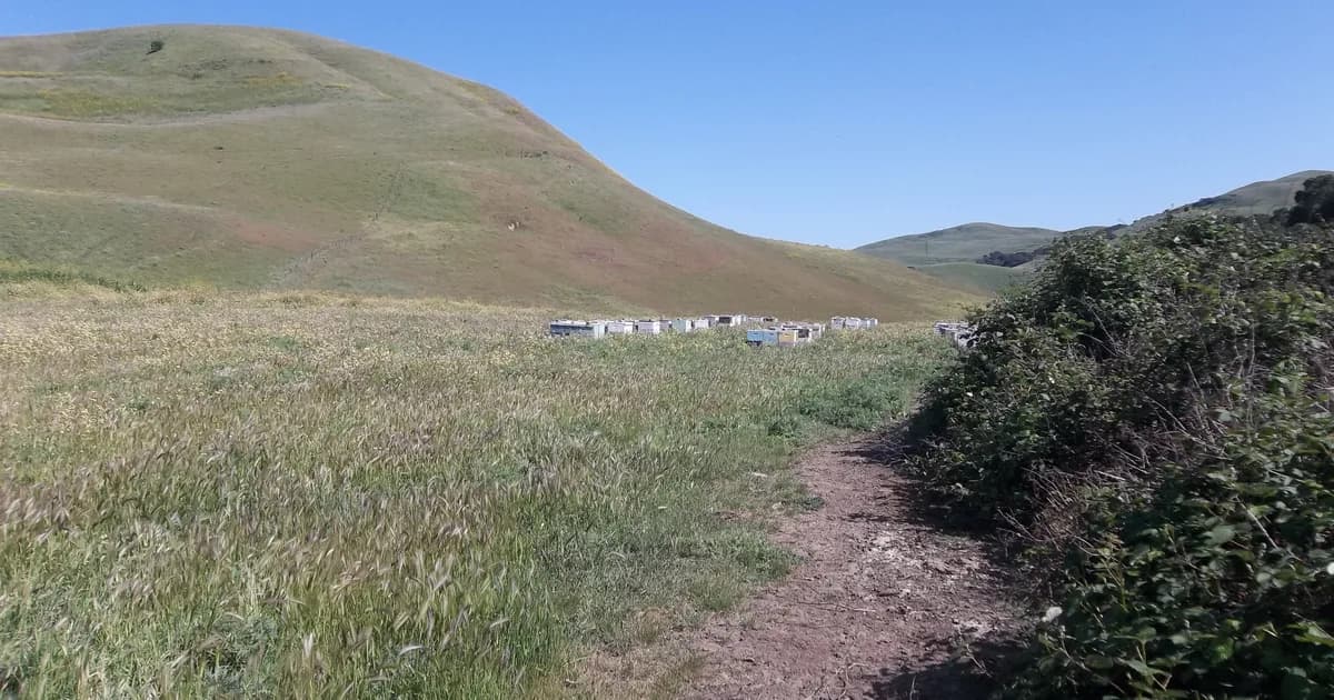 Ruches dans une prairie de montagne ensoleillée